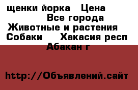 щенки йорка › Цена ­ 15 000 - Все города Животные и растения » Собаки   . Хакасия респ.,Абакан г.